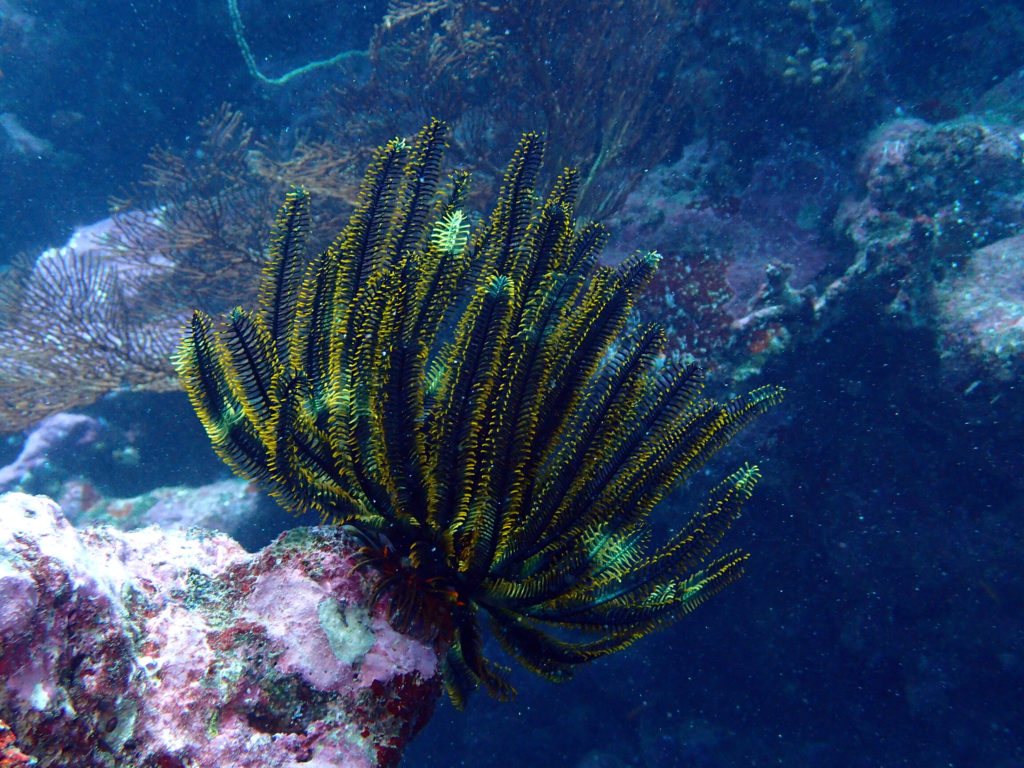 Anneissia (Oxycomanthus) bennetti