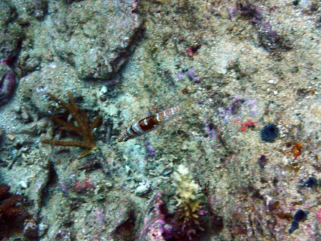 Coris batuensis