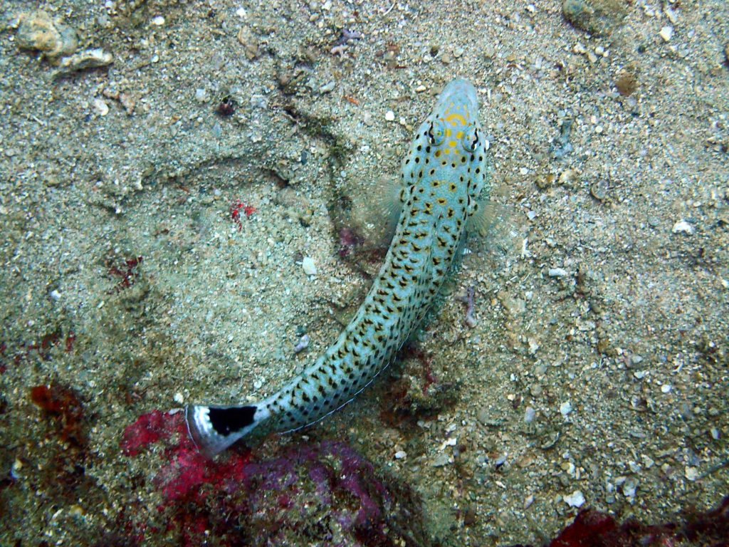 Parapercis hexophtalma