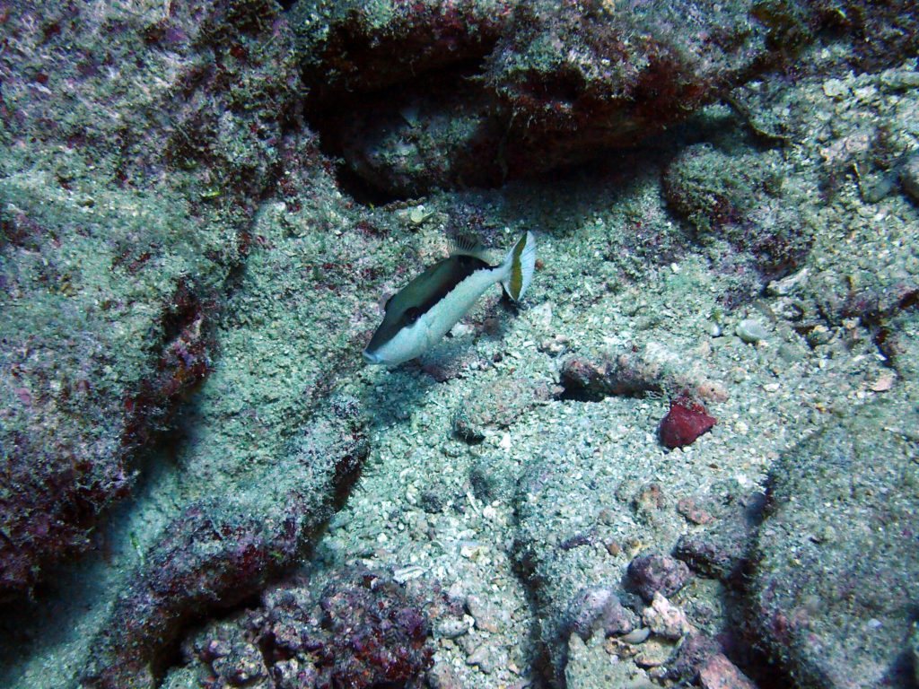 Sufflamen chrysopterum