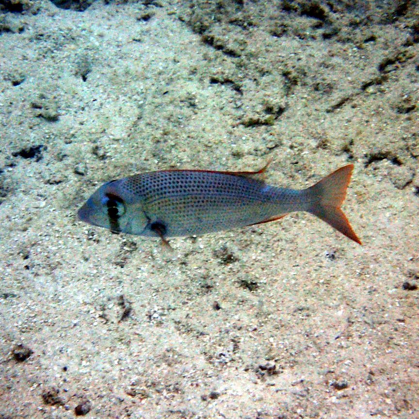 Gymnocranius superciliosus
