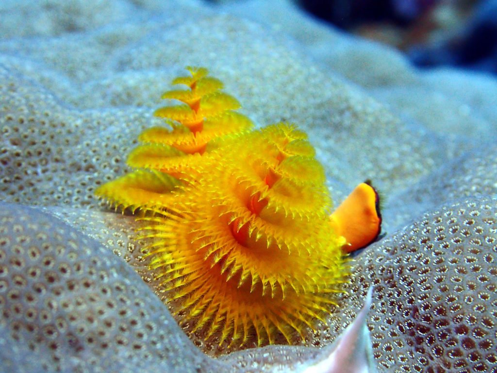 Spirobranchus corniculatus