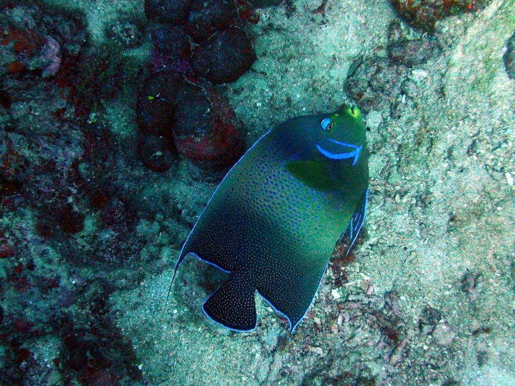 Pomacanthus semicirculatus