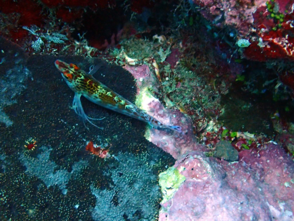 Cirrhitichthys falco