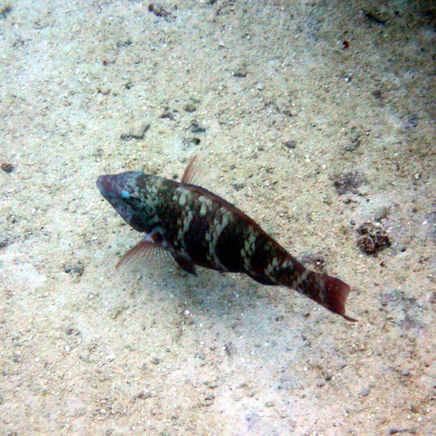 Choerodon graphicus