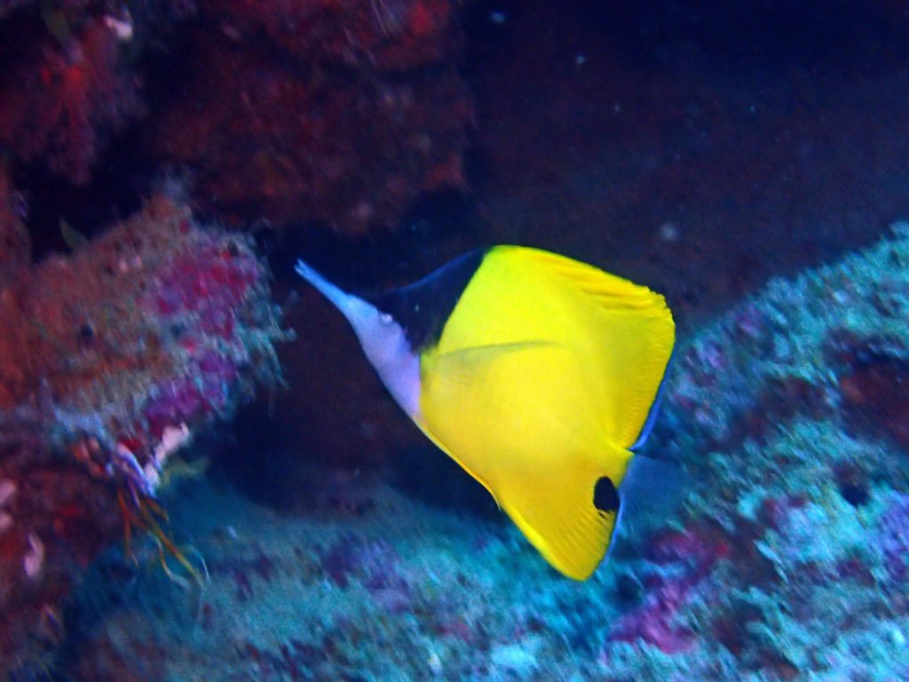 Forcipiger flavissimus