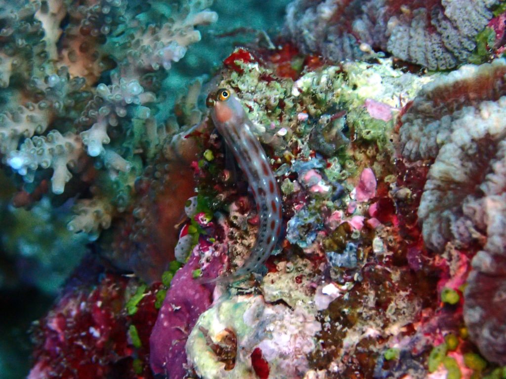 Ecsenius yaeyamaensis