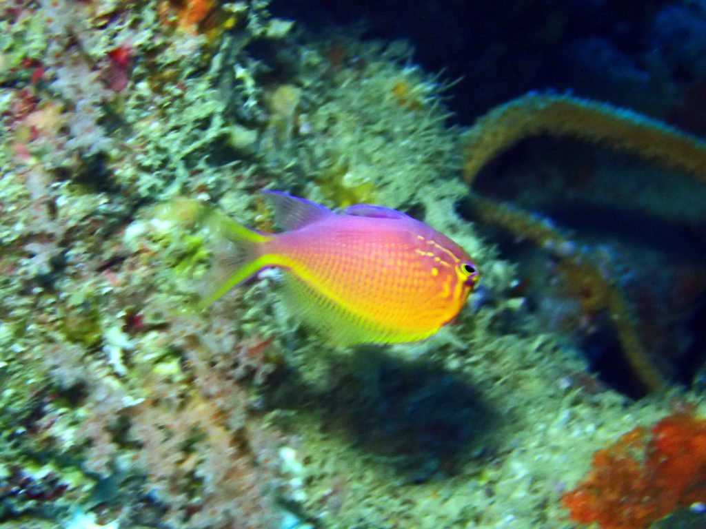 Serranocirrhitus latus