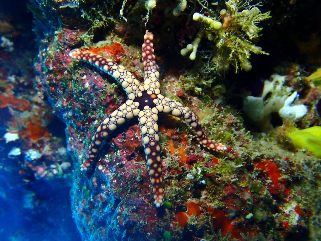 Fromia monilis