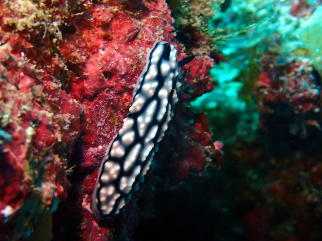 Phyllidiella pustulosa