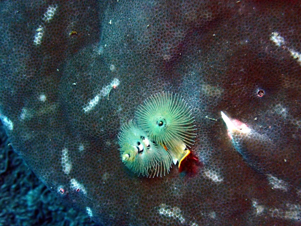 Spirobranchus corniculatus