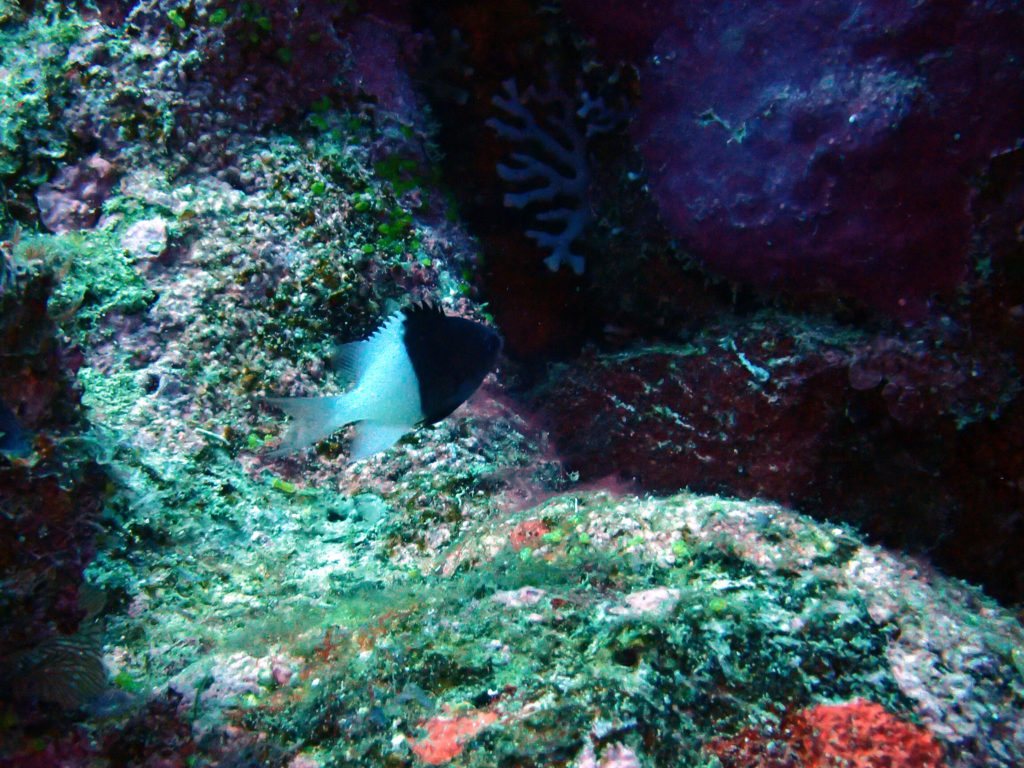 Chromis iomelas