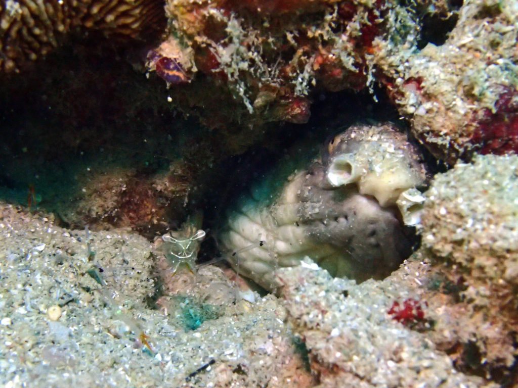 Periclimenes tenuipes