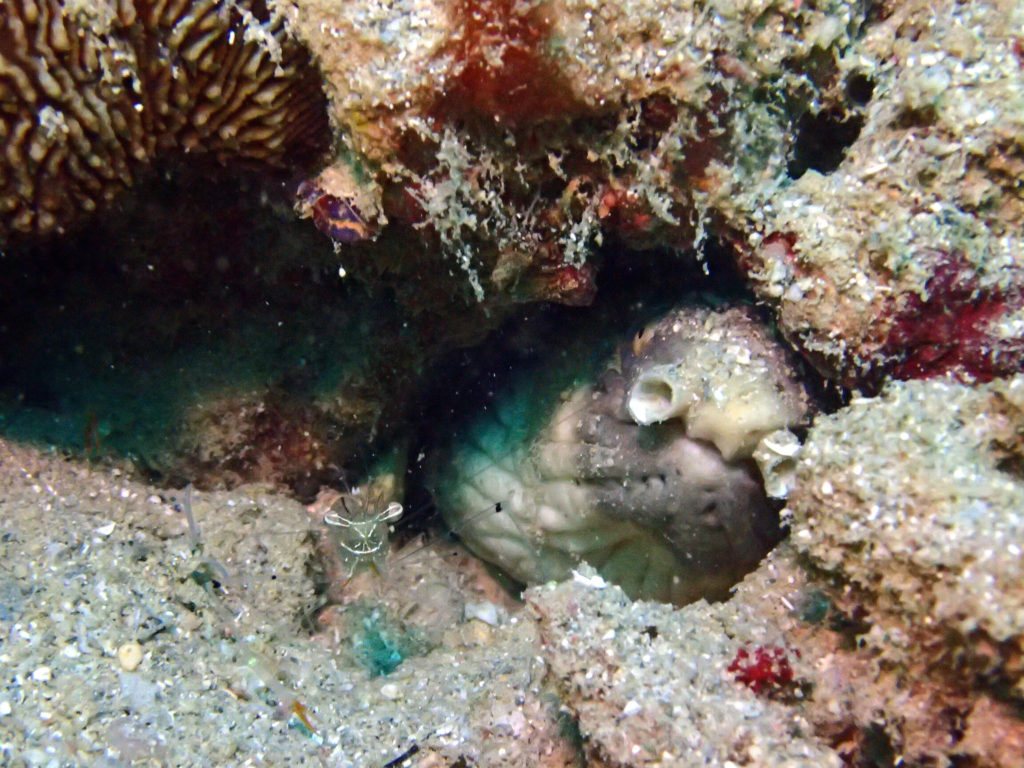 Ophichthus cephalozona