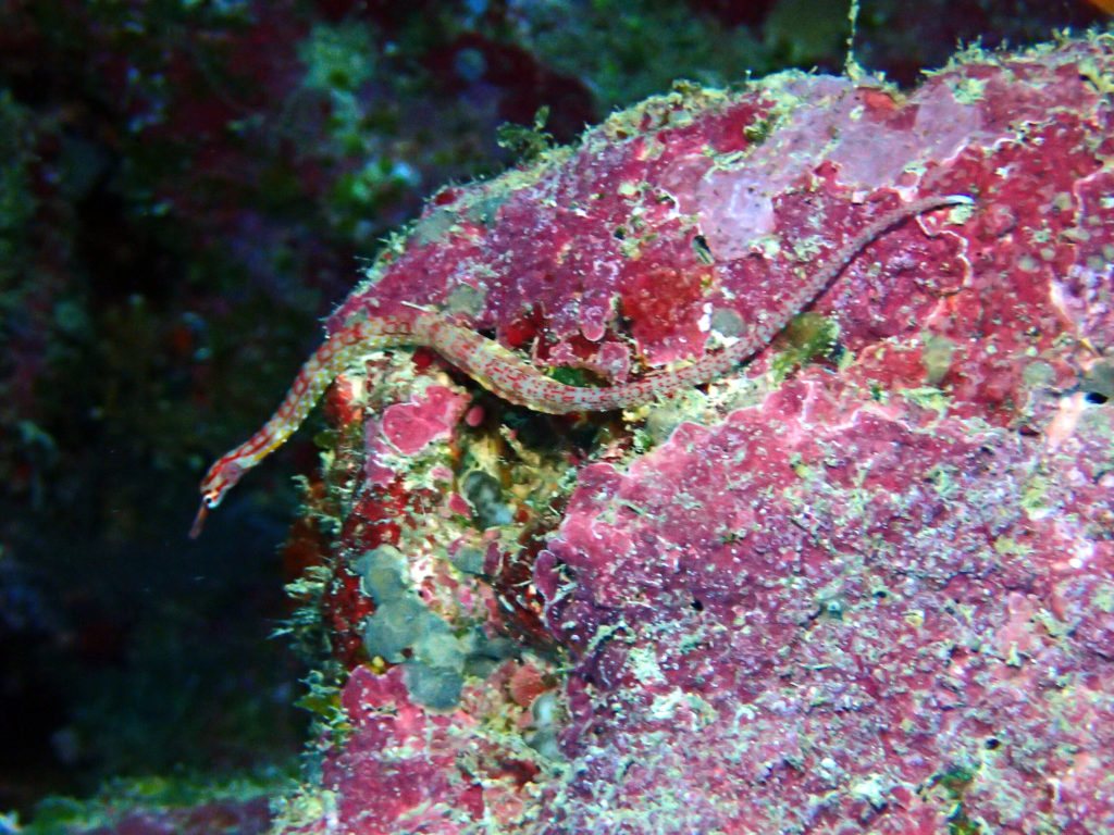 Corythoichthys nigripectus