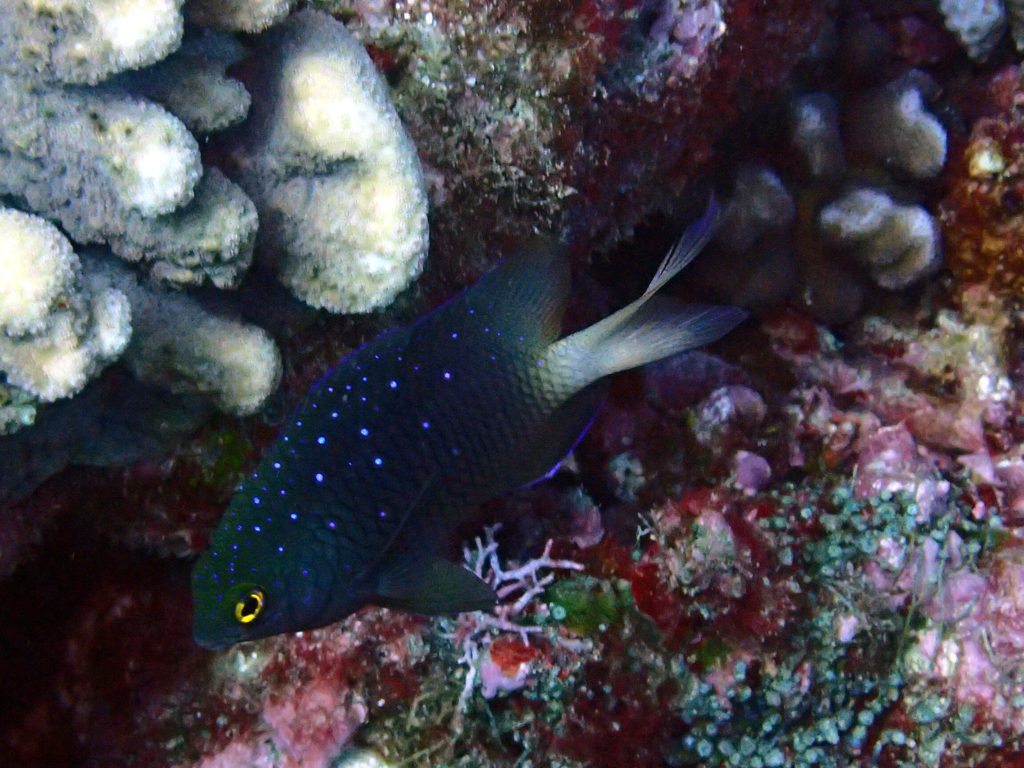 Plectroglyphidodon lacrymatus