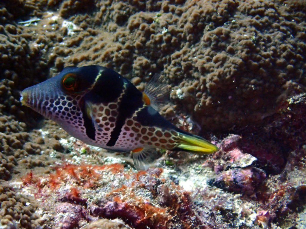 Canthigaster valentini