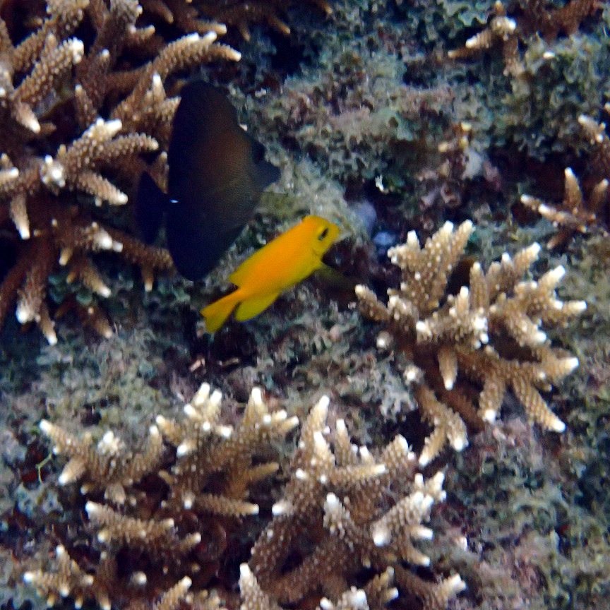 Zebrasoma scopas