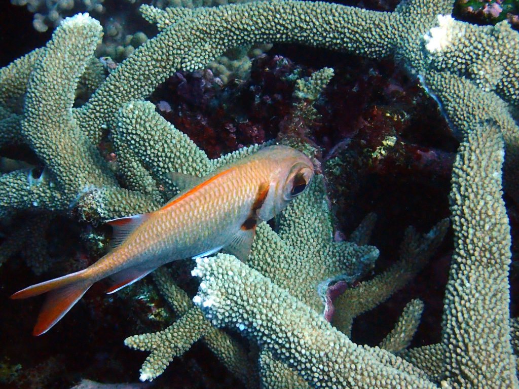 Poisson-soldat