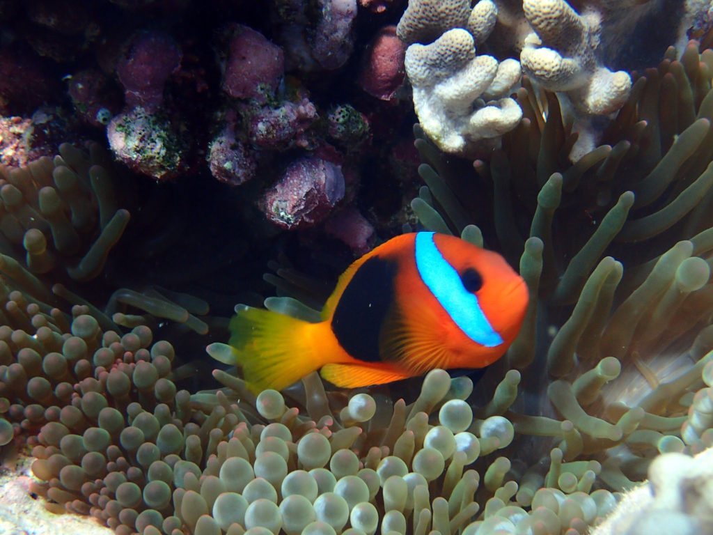 Amphiprion melanopus