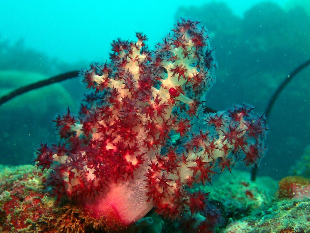 Scleronephthya sp.