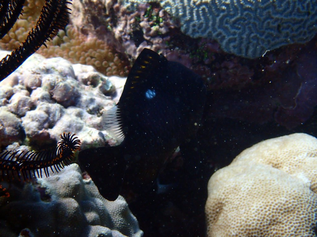 Dascyllus trimaculatus