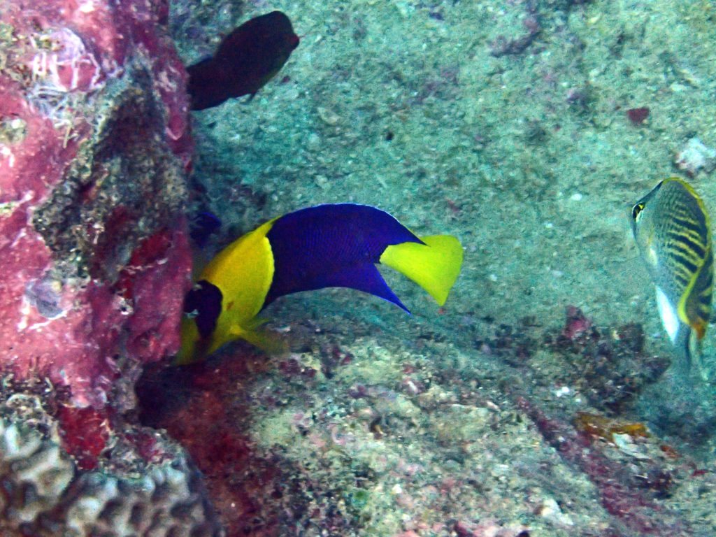 Centropyge bicolor