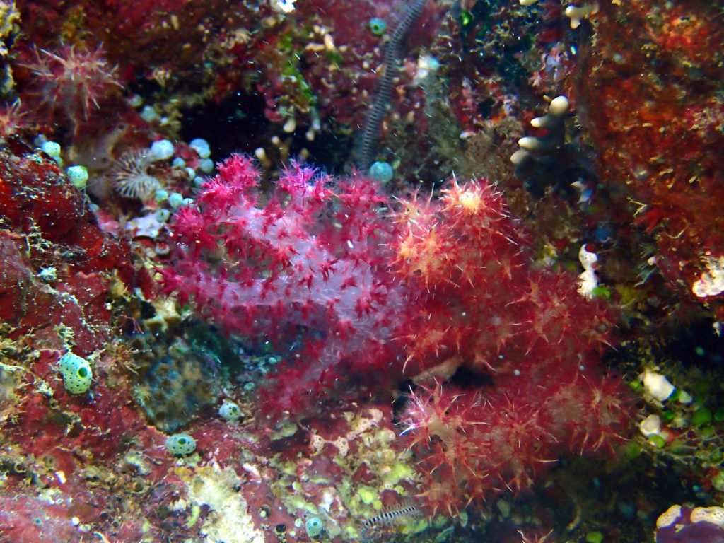 Dendronephthya sp.