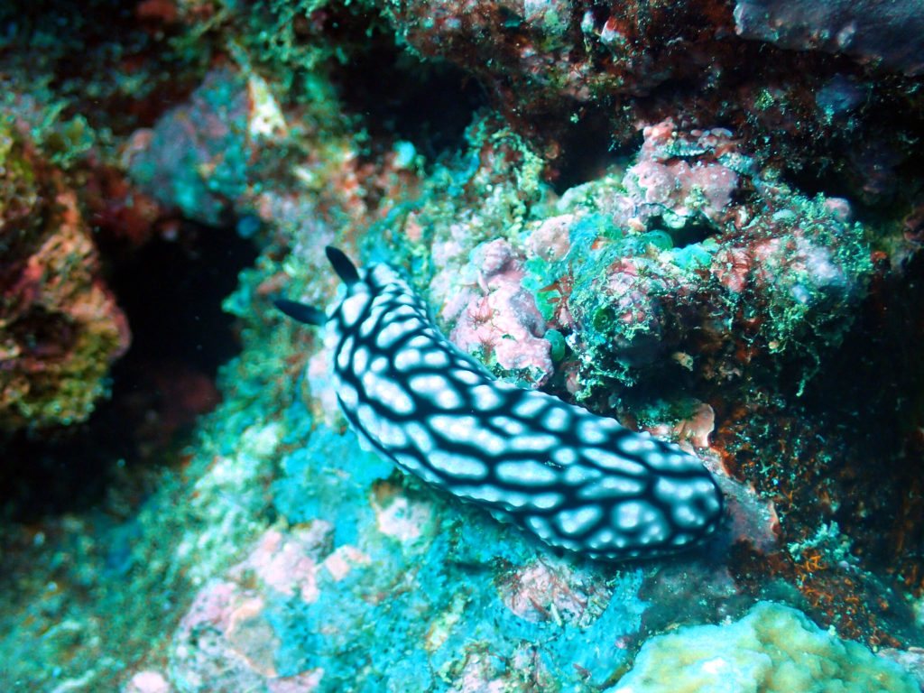 Phyllidiella pustulosa