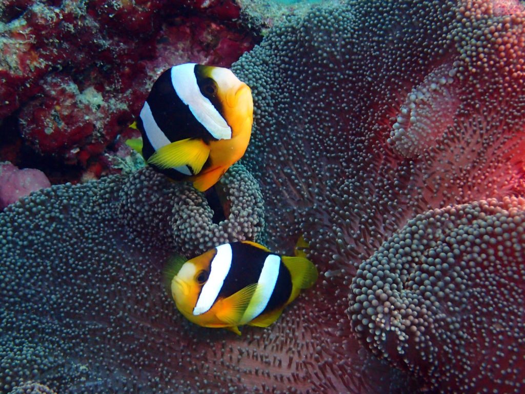 Amphiprion clarkii