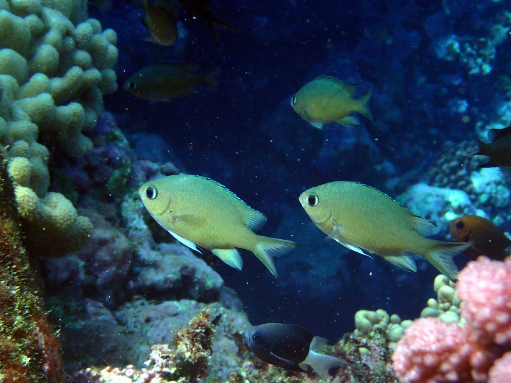 Chromis lepidolepis