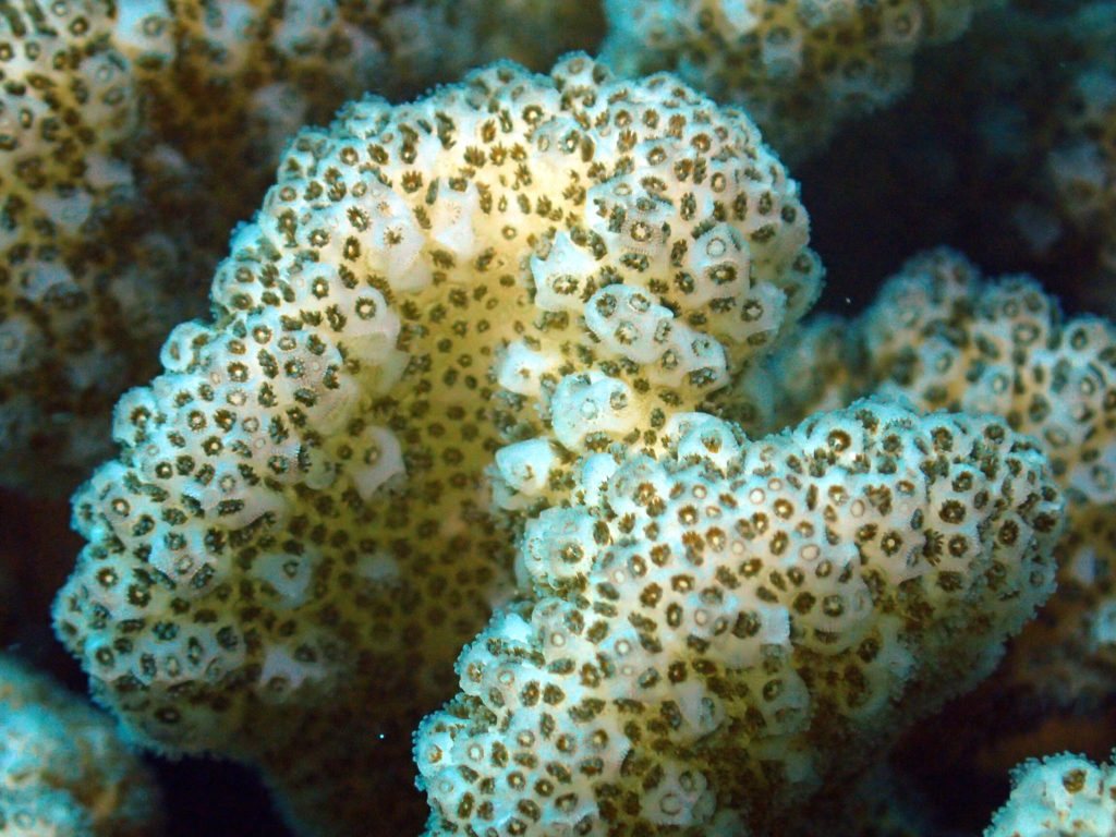 Cladiella sp.