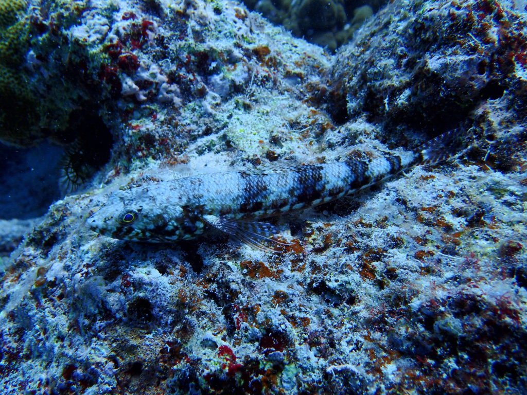 Synodus variegatus