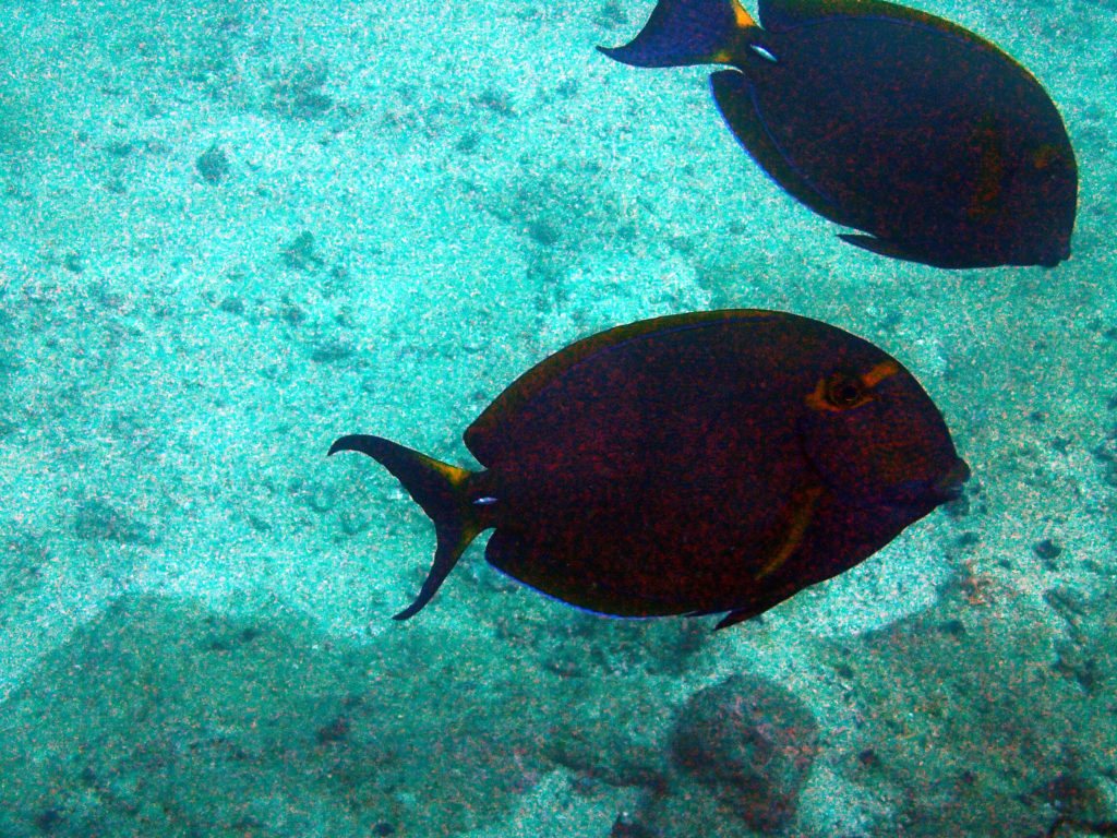 Acanthurus dussumieri