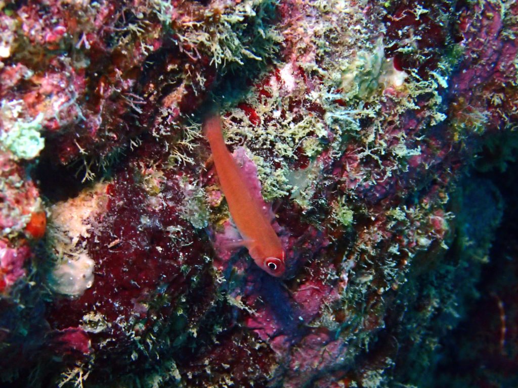 Trima benjamini