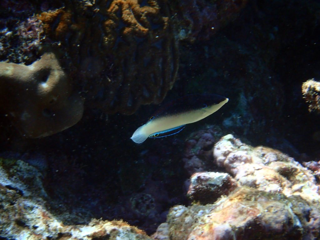 Anampses neoguinaicus