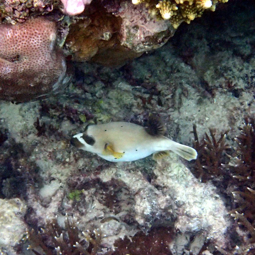 Arothron nigropunctatus