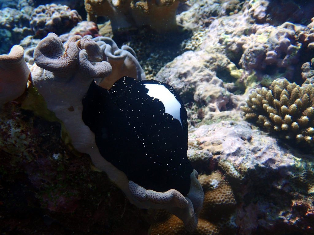 Mollusques
