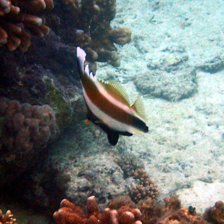 Heniochus chrysostomus