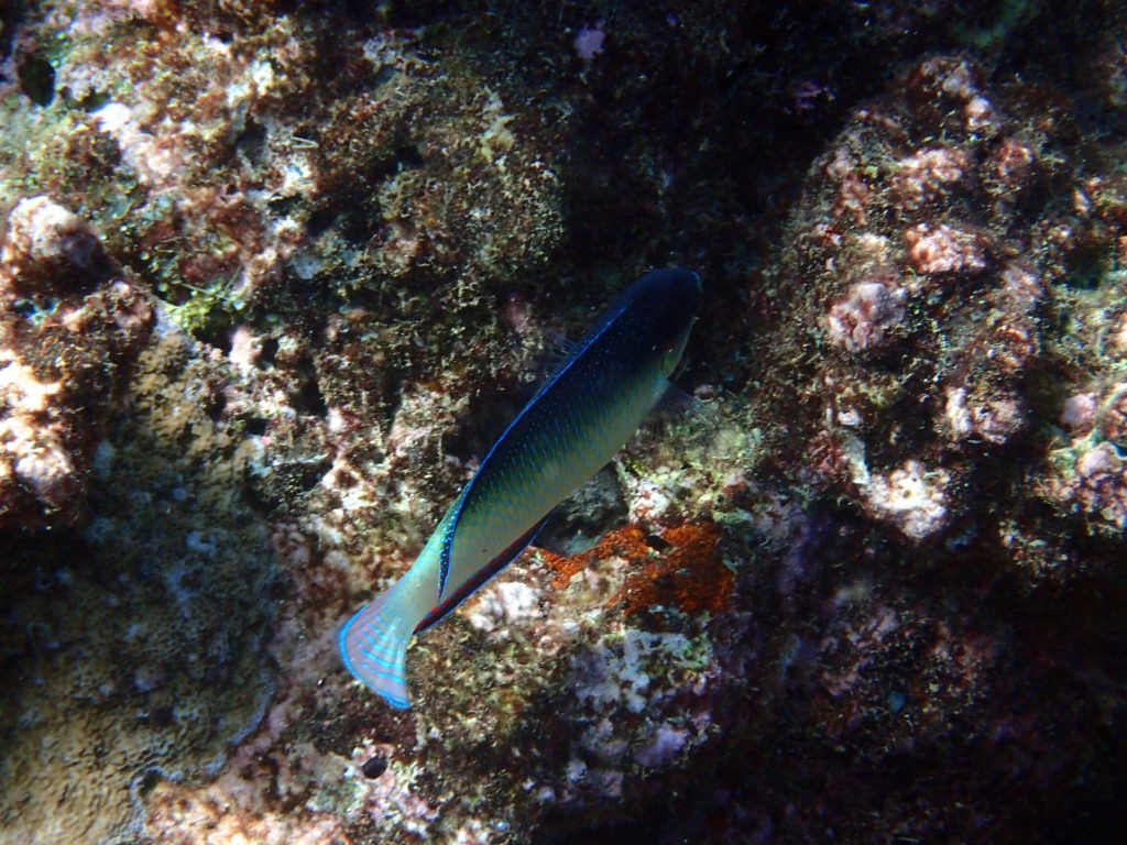 Anampses neoguinaicus