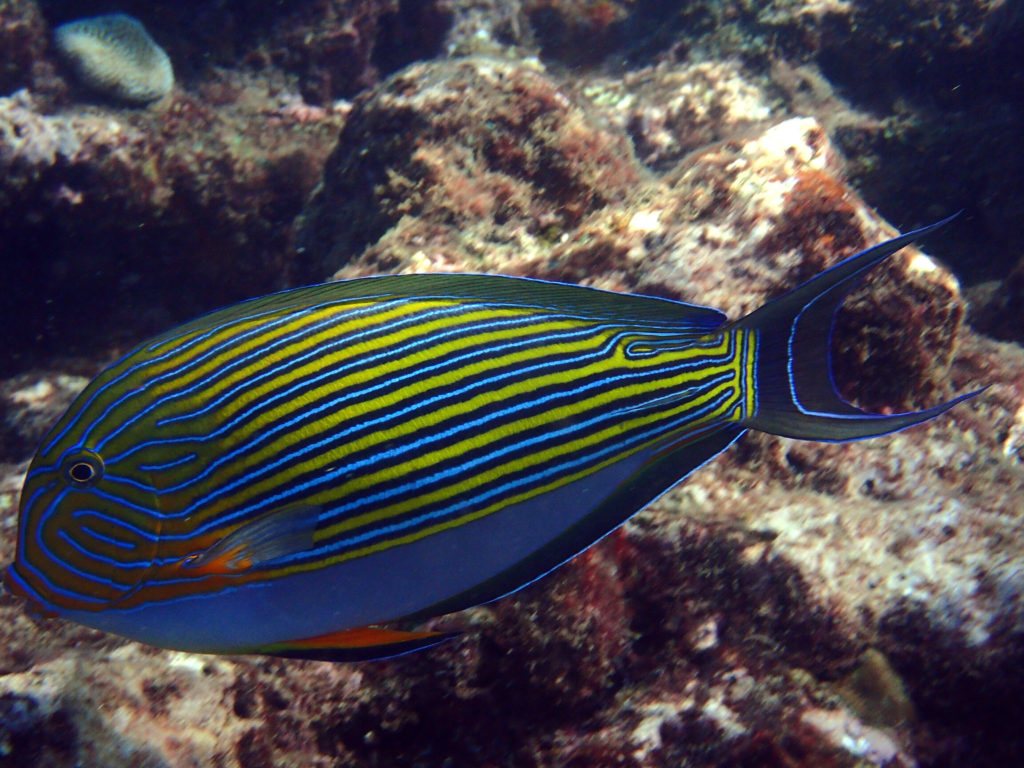 Acanthurus lineatus