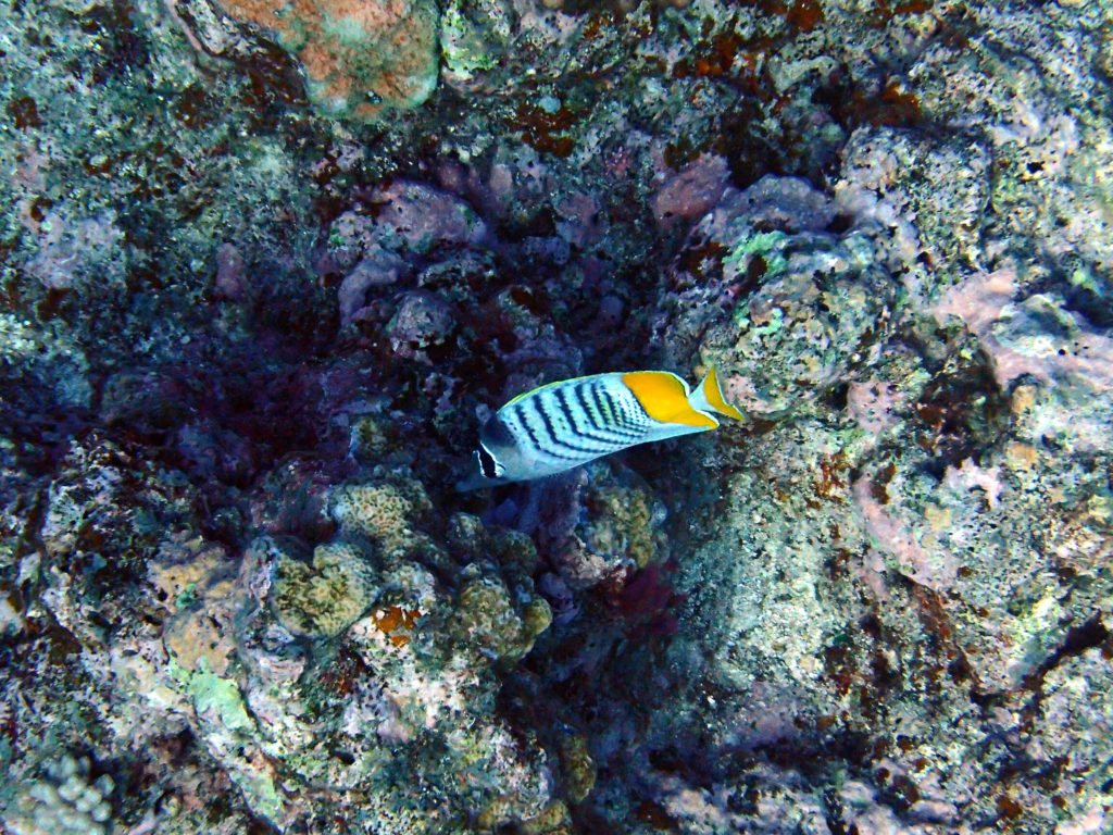 Chaetodon mertensii