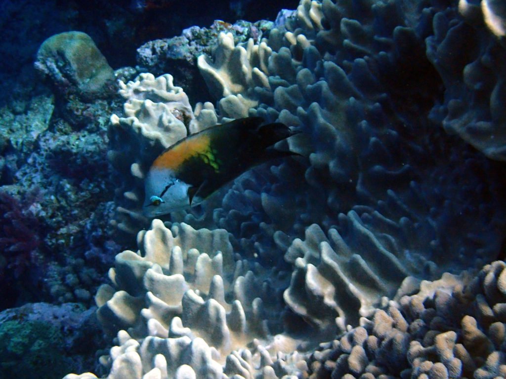 Epibulus insidiator
