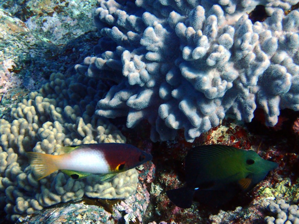 Bodianus axillaris