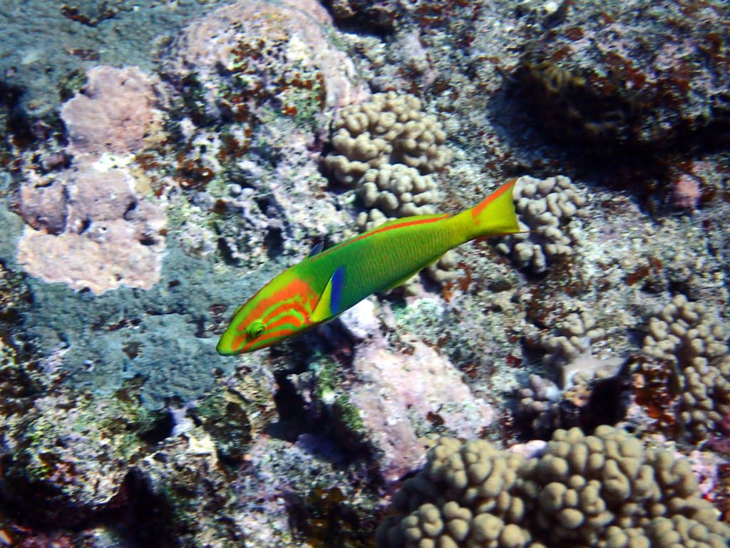 Thalassoma lutescens