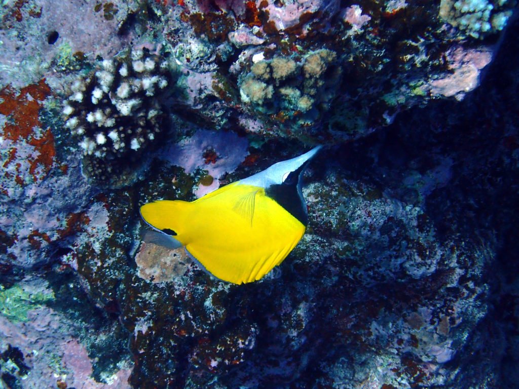 Forcipiger flavissimus