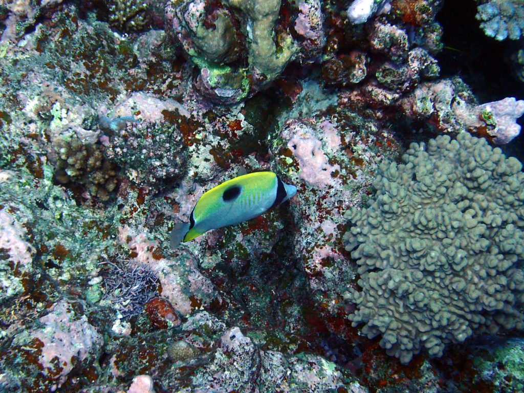 Chaetodon unimaculatus
