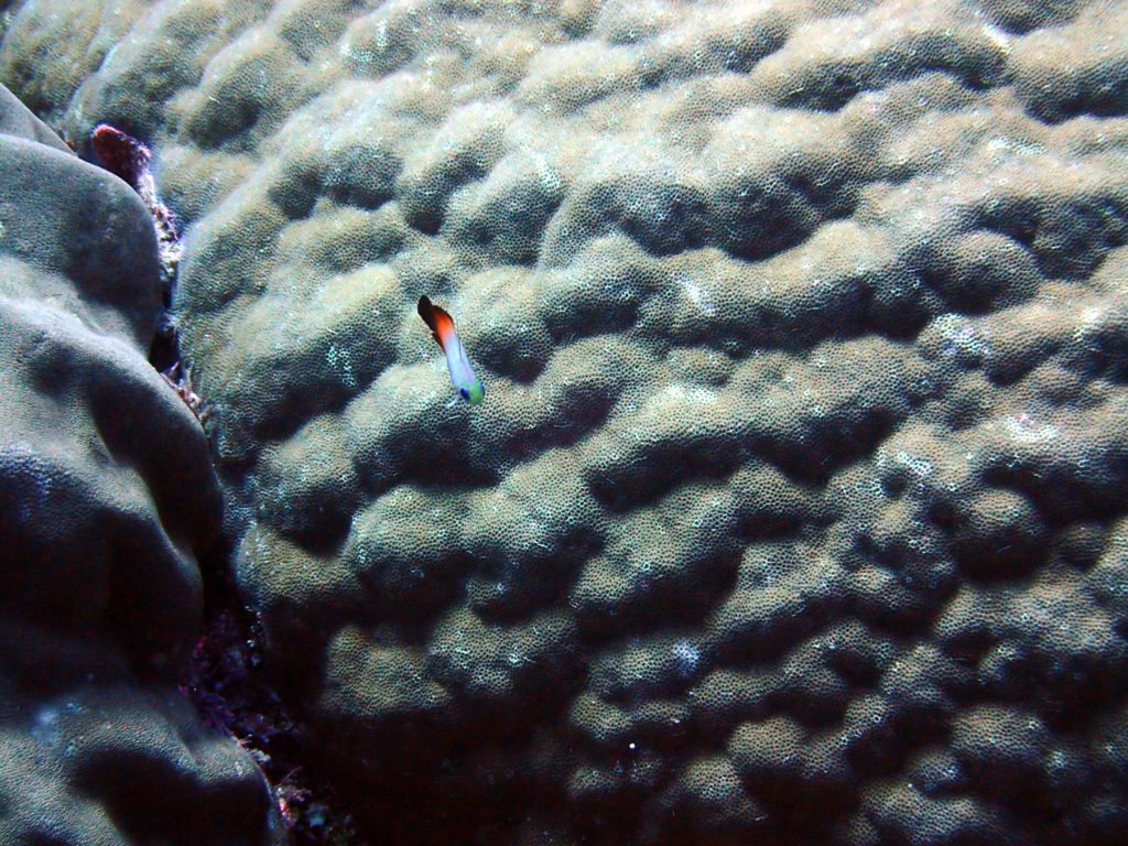 Nemateleotris magnifica