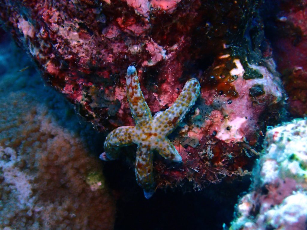 Linckia Multifora
