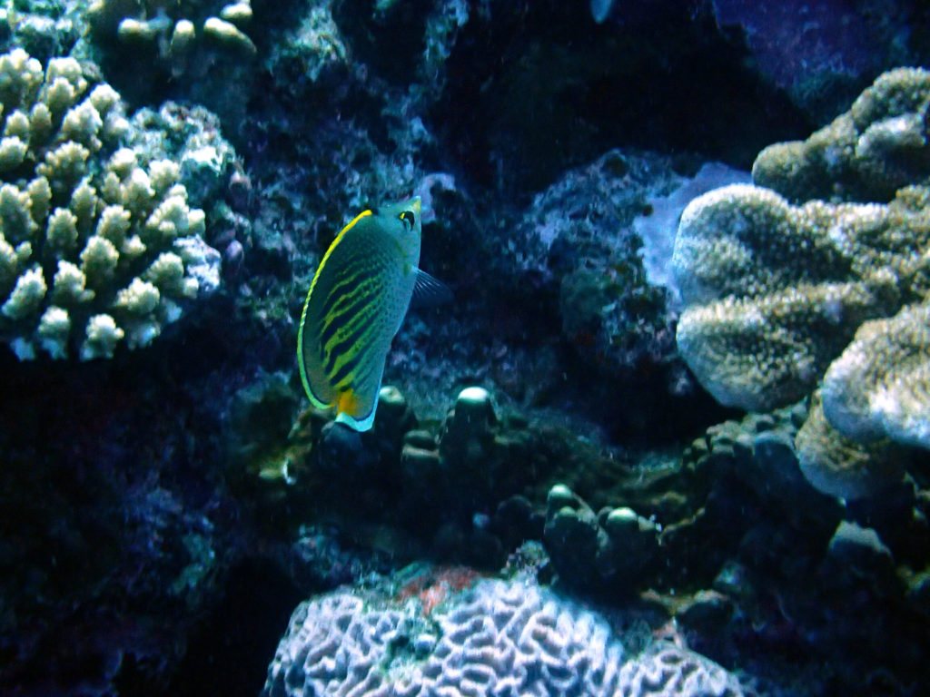 Chaetodon pelewensis
